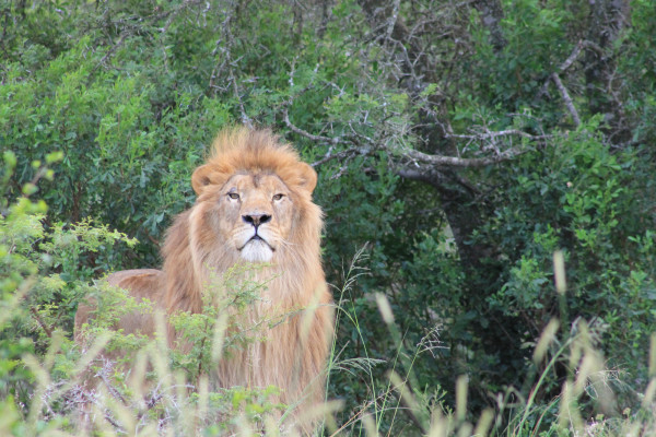 Ukrainian ‘POW’ lions rescued and relocated to South Africa