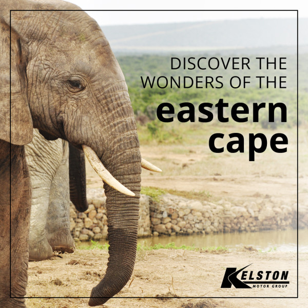 Discover the Wonders of the Eastern Cape